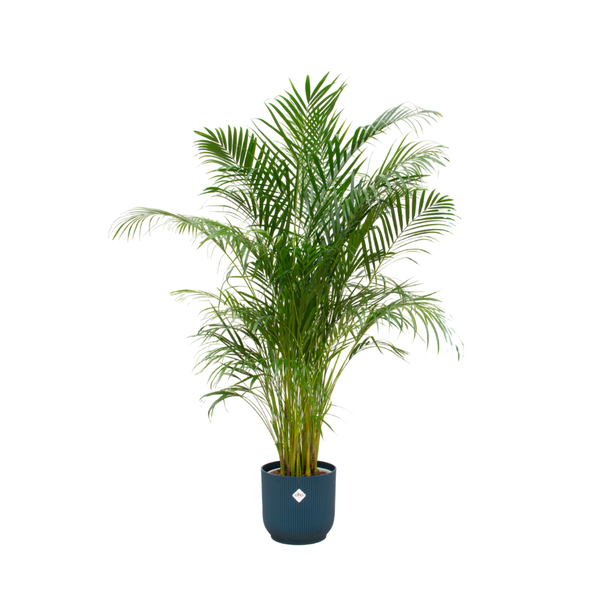Areca palm + Topf Blau Ø30 - 180 cm