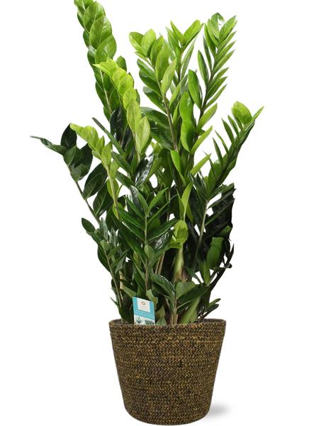 Zamioculcas Zamiifolia - Ø21cm - ↕95cm + Selin Pot D22x19cm - Schwarz