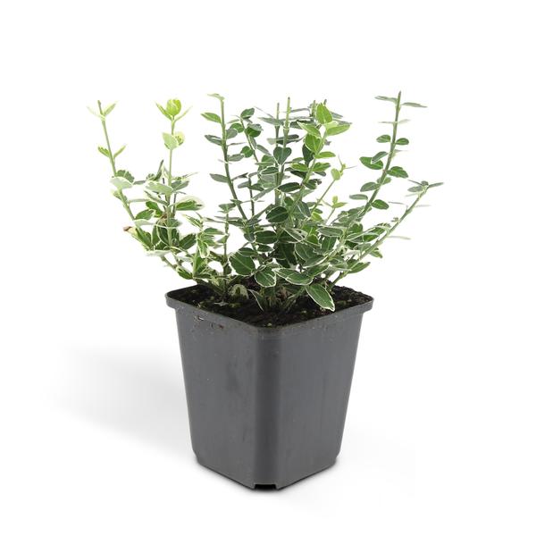 Euonymus 'Emerald 'n Gaity' - ↕10-25cm - Ø9cm - 20x