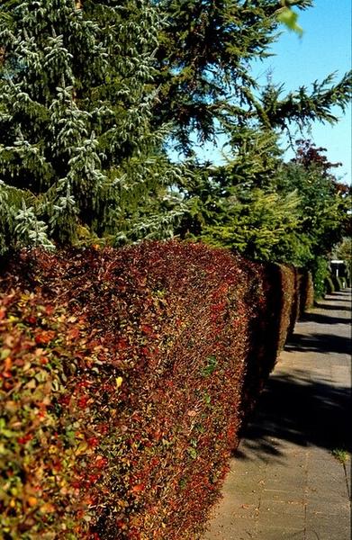 Berberis thunbergii 'Atropurpurea' - ↕30-50cm - Wurzelnakt - 50x