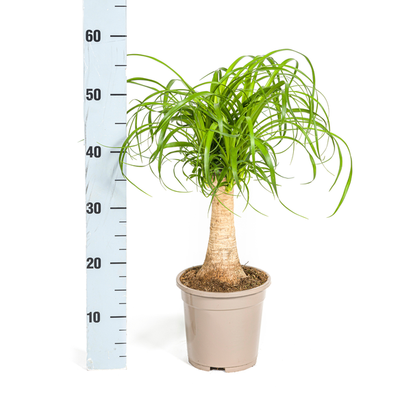 Beaucarnea Recurvata Stamm Ø17cm - ↕50cm