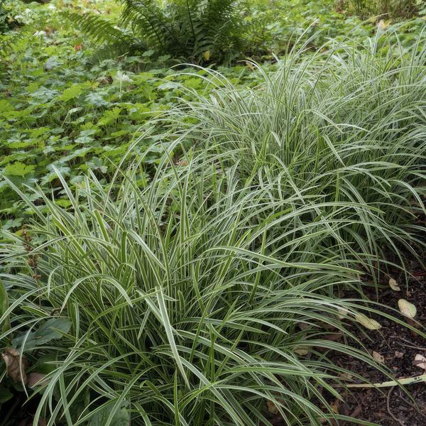 Carex morrowii 'Ice Dance' - ↕10-25cm - Ø9cm - 6x