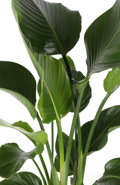 Strelitzia Nicolai