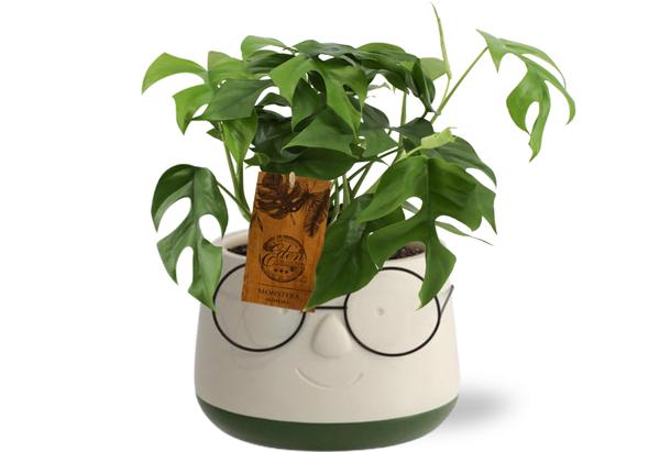 Monstera Minima - Ø12cm - ↕30cm + Topf