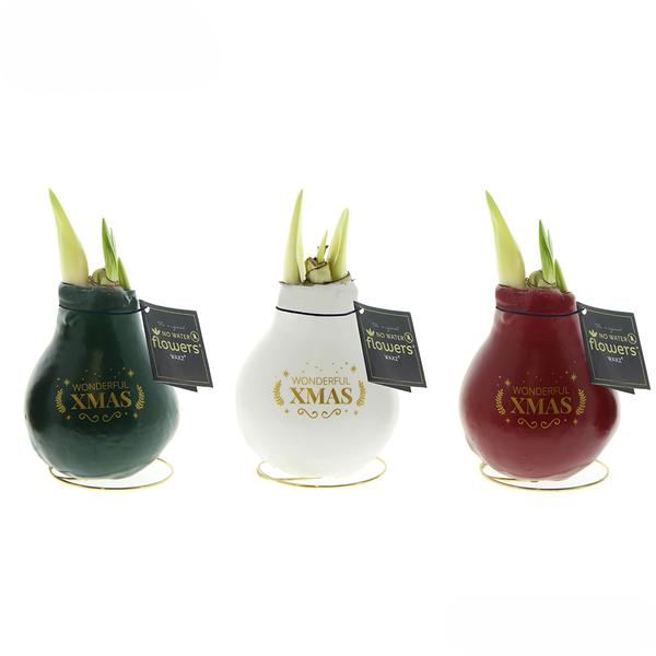 Ohne Wasser Blumen (wax amaryllis) | Winter Wonderland Mix (3 pack) + Rote Blumen
