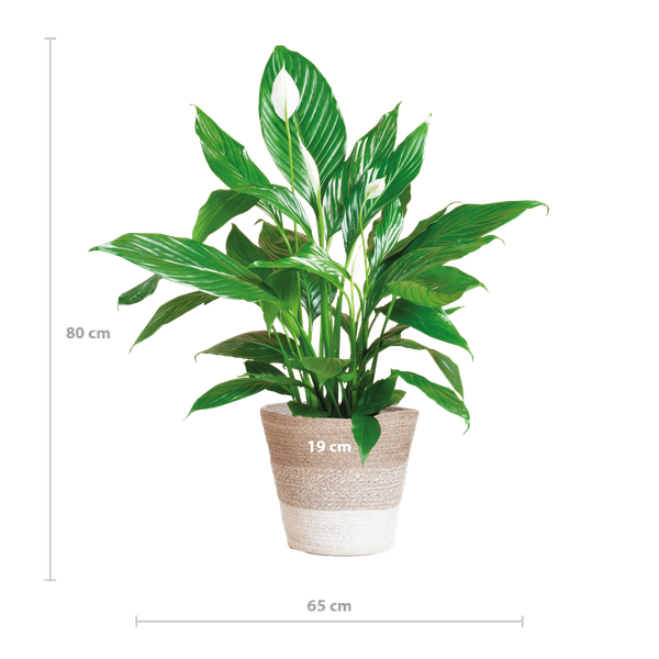 Spathiphyllum mit Korb Lissabon weiß - 80cm - Ø21