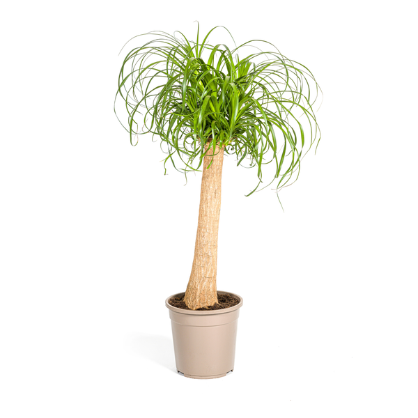 Beaucarnea Recurvata Stamm Ø24cm - ↕90-100cm