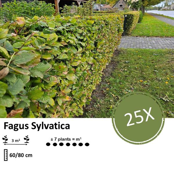 Fagus sylvatica - Wurzelnakt - 60/80 - 25x