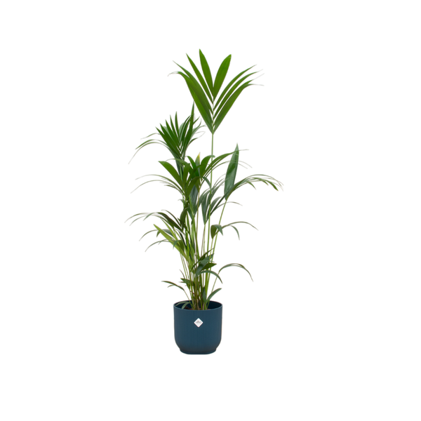 Kentia palme + Topf Blau Ø30 - 160 cm