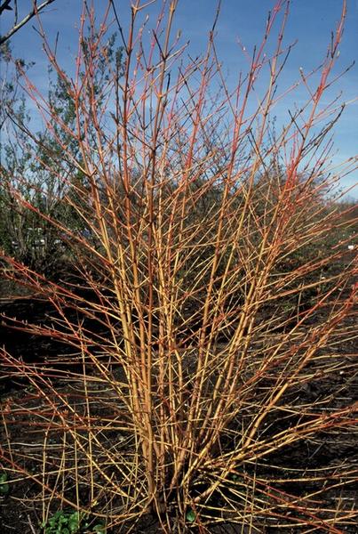 Cornus sang. 'Anny's Winter Orange' - ↕10-25cm - Ø9cm - 20x