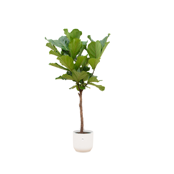 Ficus Lyrata Baum + Topf Weiß Ø30 - 170 cm