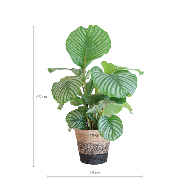 Calathea Orbifolia mit Korb schwarz - 65cm - Ø21