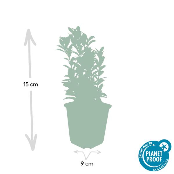 Euonymus jap. Green Spire - ↕10-25cm - Ø9cm - 12x