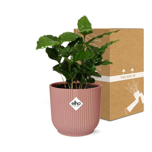 Coffea Arabica in Topf 14cm - 25cm- Rosa