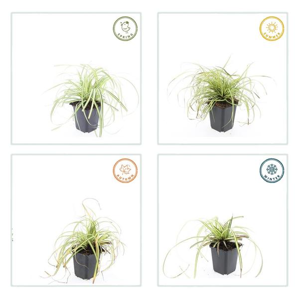 Carex oshim. 'Evergold' - ↕10-25cm - Ø9cm - 6x