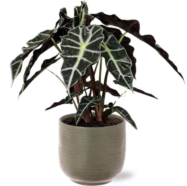 Alocasia Polly - Ø17cm - ↕45cm + Aresso Pot D18x16,5cm - Grau Grün