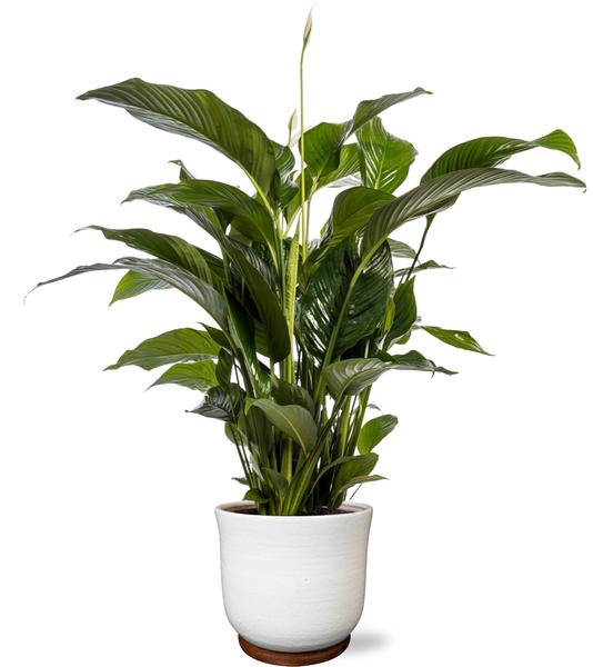 Spathiphyllum Bellini - Ø24cm - ↕100cm + Jayla Pot D27x25cm - Weiß