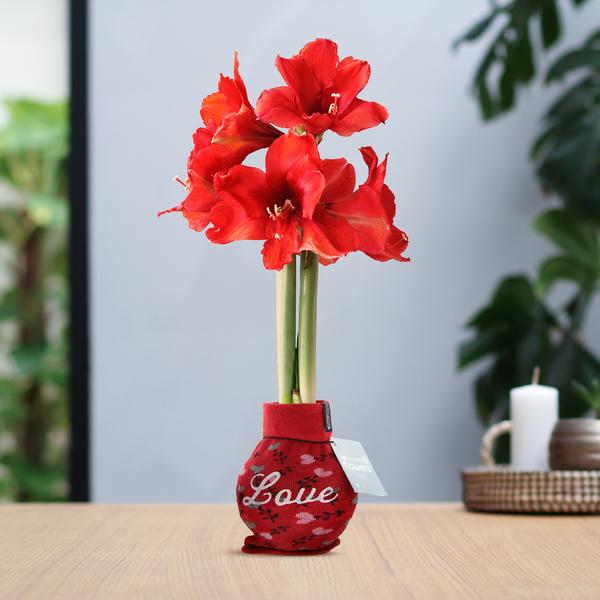 Ohne Wasser Blumen (wax amaryllis) XMAS LOVE + Rote Blumen