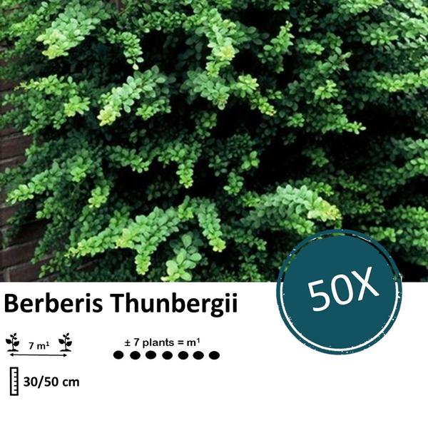 Berberis thunbergii - ↕30-50cm - Wurzelnakt - 50x