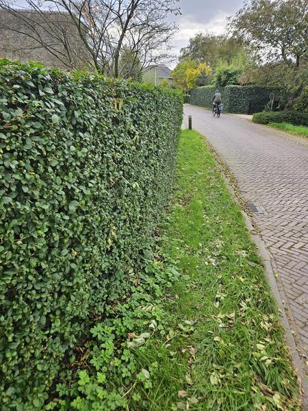Ligustrum-Ovalifolium-Wurzelnackt- 40/60 - 100x
