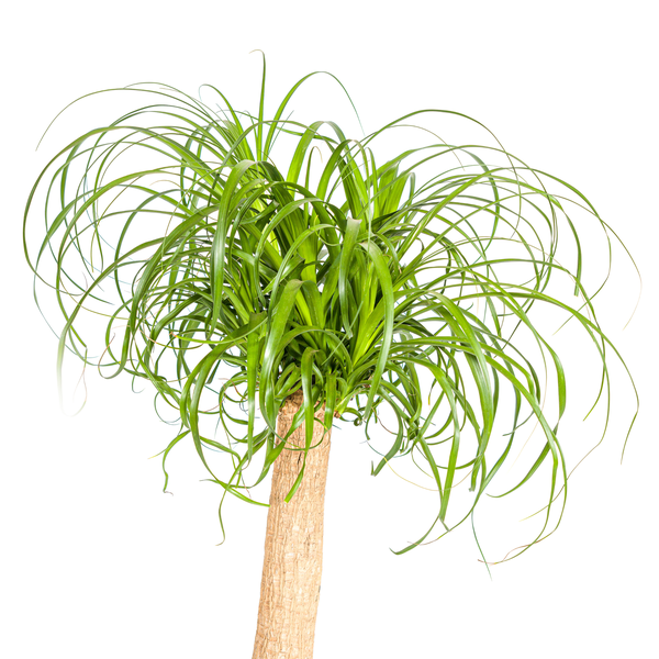 Beaucarnea Recurvata Stamm Ø24cm - ↕90-100cm