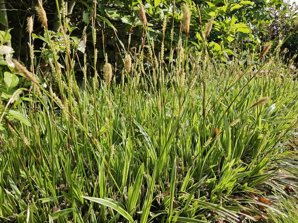 Carex morrowii 'Aureovariegata' - ↕10-25cm - Ø9cm - 6x