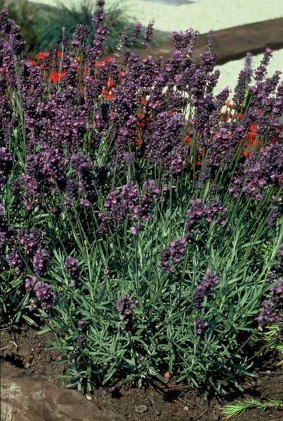 Lavendel ang. 'Munstead' - ↕10-25cm - Ø9cm - 6x