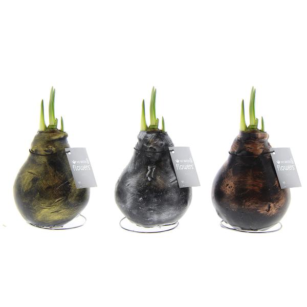 Ohne Wasser Blumen (wax amaryllis) XMAS Farben mix - 3er set + Rote Blumen