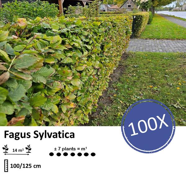 Fagus sylvatica - Wurzelnakt - 100/125 - 100x