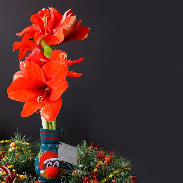 Ohne Wasser Blumen (wax amaryllis) XMAS Farben mix - 4er set + Rote Blumen