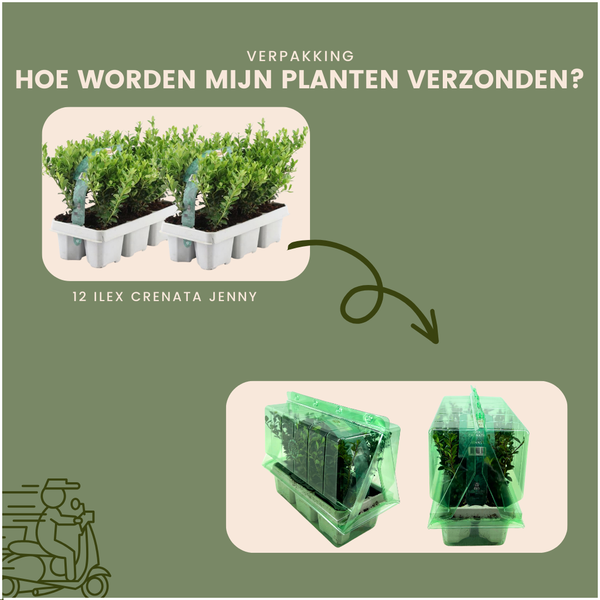 Ilex crenata 'Jenny' - Buchsbaum-Alternative - ↕15cm - Ø7cm - 12 Stück (2x 6er Pack)