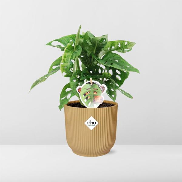 Monstera ‘Monkey Leaf’ in Topf 14cm Gelb