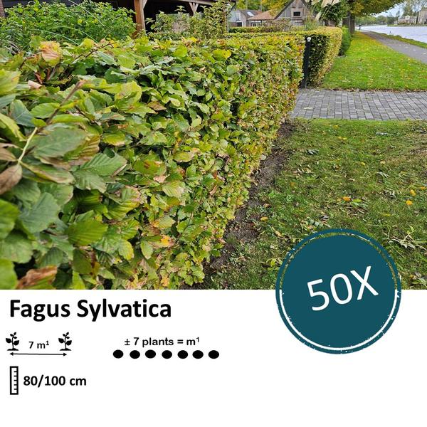 Fagus sylvatica - Wurzelnakt - 80/100 - 50x