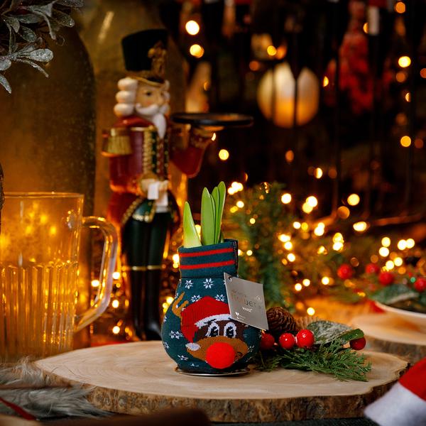 Ohne Wasser Blumen (wax amaryllis) XMAS Farben mix - 4er set + Rote Blumen
