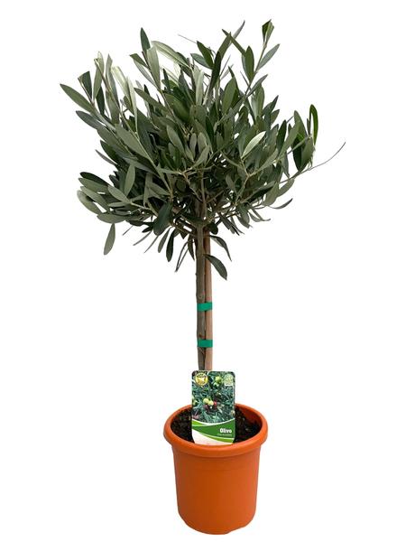 Olea Europaea "auf Stamm" - Ø15cm - ↕60cm