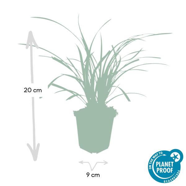 Carex morrowii 'Ice Dance' - ↕10-25cm - Ø9cm - 6x