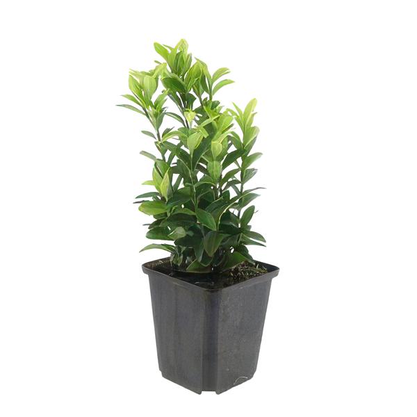 Euonymus jap. Green Spire - ↕10-25cm - Ø9cm - 12x