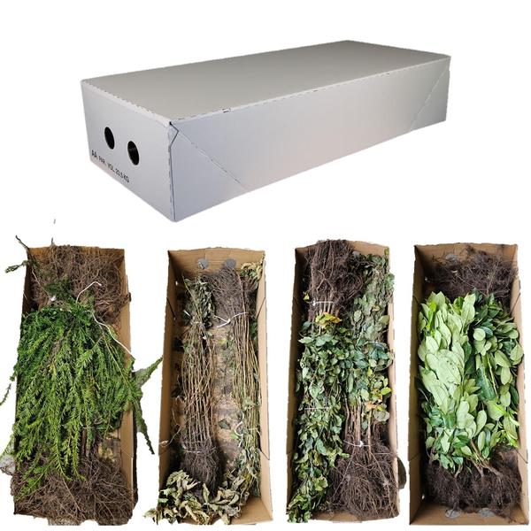 Ligustrum-Ovalifolium-Wurzelnackt- 40/60 - 100x