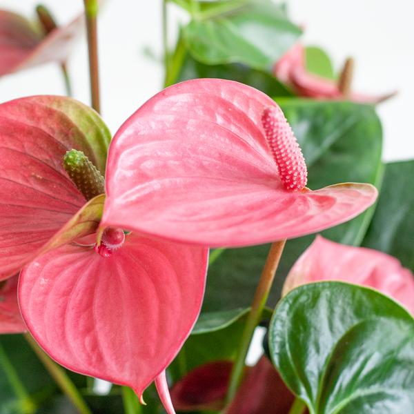 Anthurium Pink Explosion mit naturfarbenem Korb - 55cm - Ø17