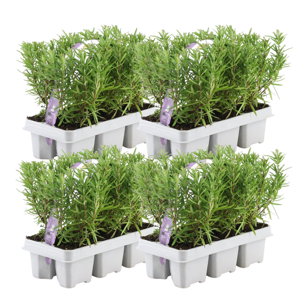 4 x 6 pack Rosmarinus officinalis - 6 x Ø7 cm - ↕25 cm