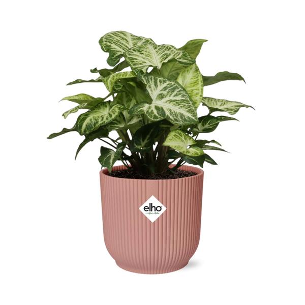 Syngonium in Topf 14cm Rosa