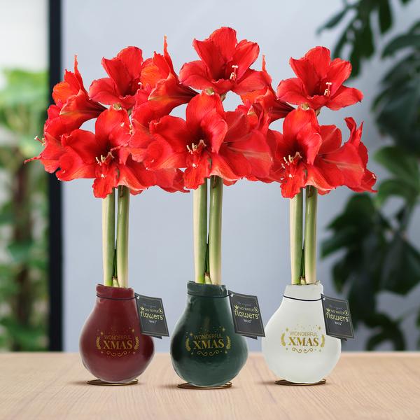 Ohne Wasser Blumen (wax amaryllis) | Winter Wonderland Mix (3 pack) + Rote Blumen