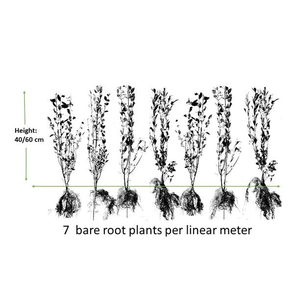 Ligustrum-Ovalifolium-Wurzelnackt- 40/60 - 100x