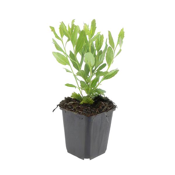 Aster ageratoides 'Ashvi' - ↕25cm - Ø9cm - 6x