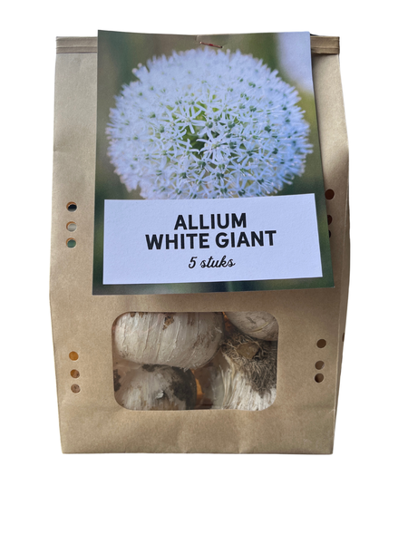 White Giant - Allium bollen 5 stück