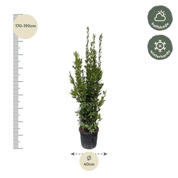 Lorbeerbaum für Garten und Terrasse - 180 cm - ø40