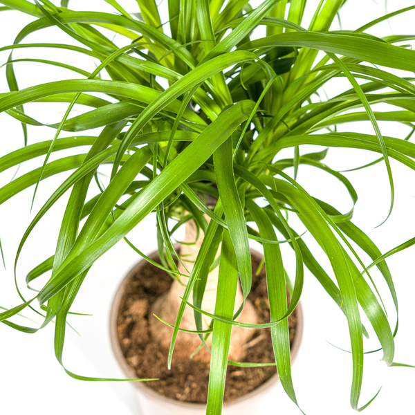 Beaucarnea Recurvata Stamm Ø17cm - ↕50cm