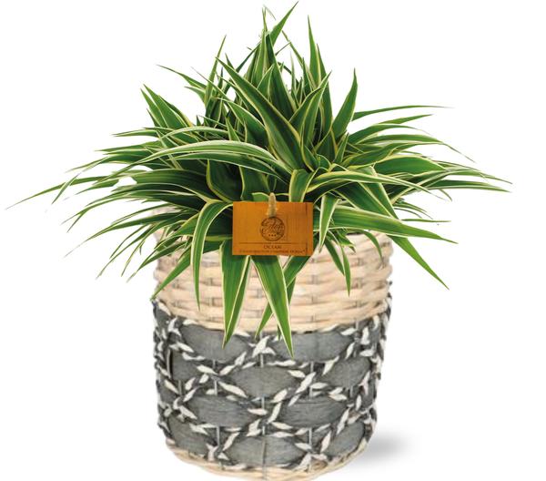 Chlorophytum Ocean - Ø15cm - ↕25cm + Topf - Grau