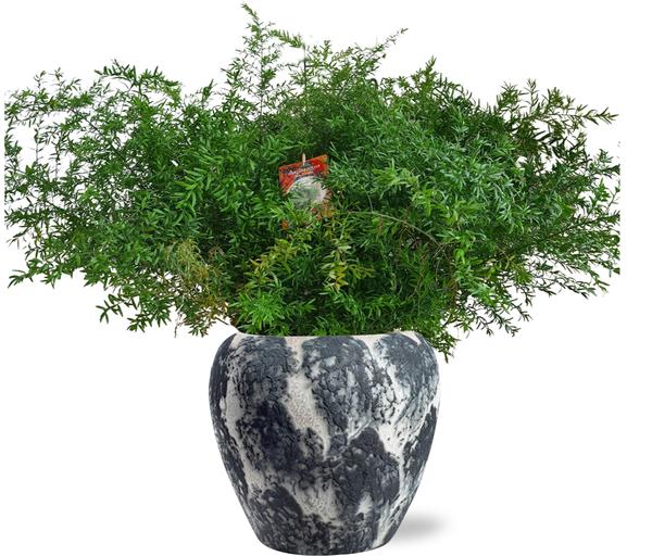 Asparagus Densiflorus Cwebe - Ø27cm - ↕65cm + Doug Pot D29x26cm - Schwarz Weiß