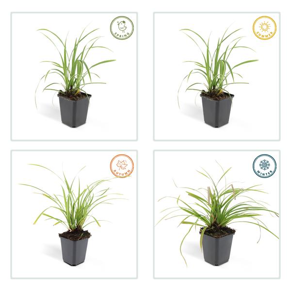 Carex morrowii 'Ice Dance' - ↕10-25cm - Ø9cm - 6x